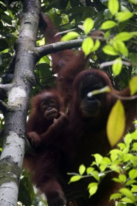 Gunung Leuser Orangutan