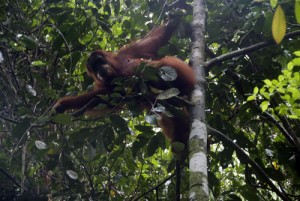 Gunung Leuser Orangutan
